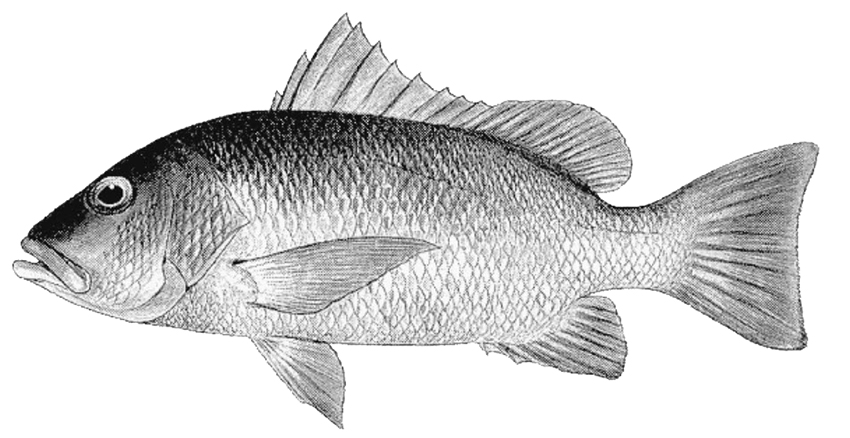 Lutjanus argentimaculatus_001.jpg